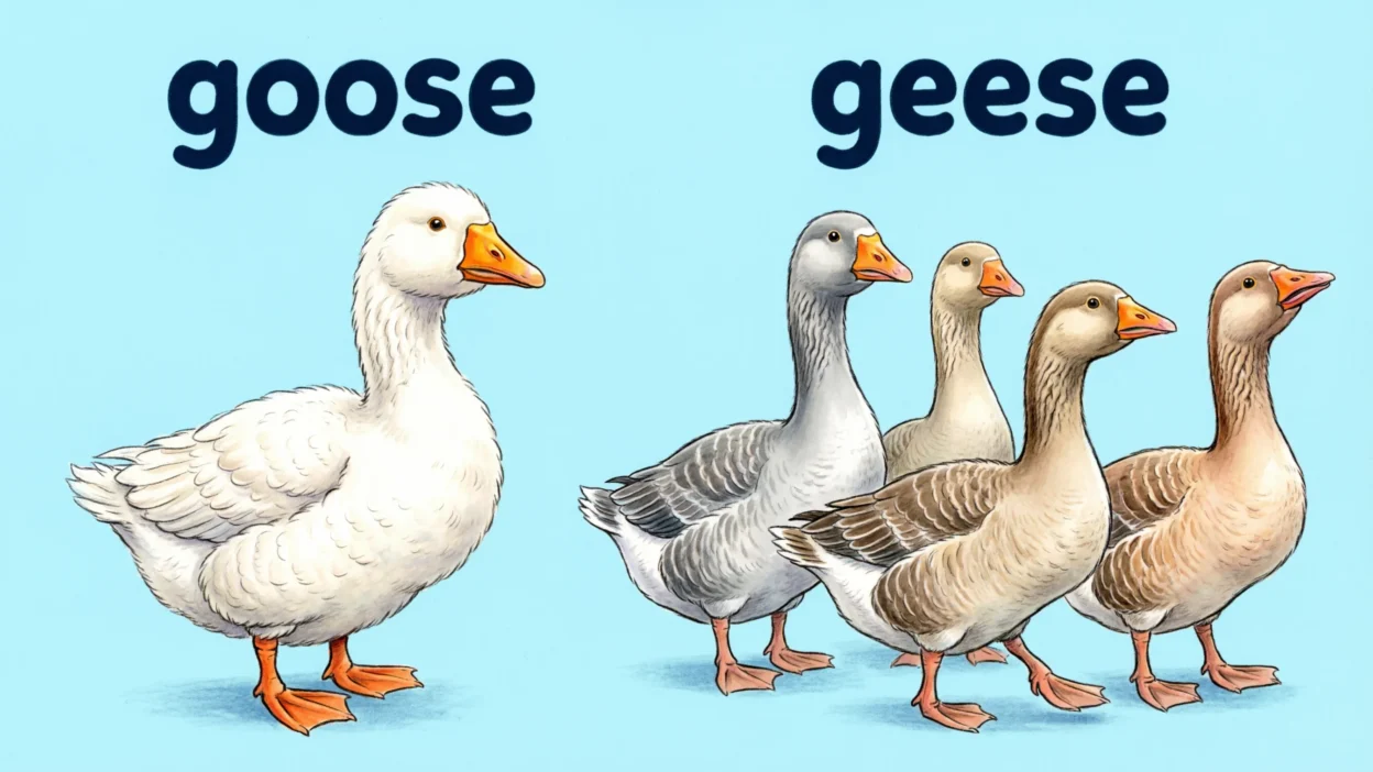Goose or Geese