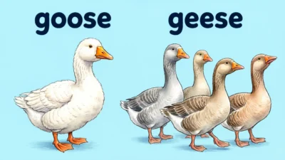 Goose or Geese